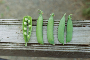 Why pea protein is a good choice